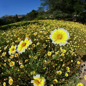 Tidytips in Meadow