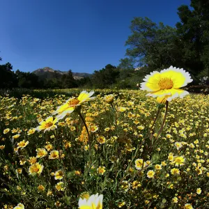 Tidytips in Meadow