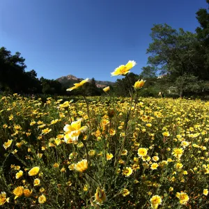 Tidytips in Meadow