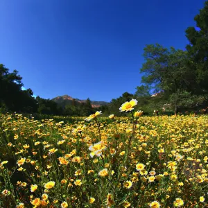 Tidytips in Meadow