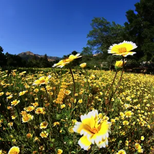 Tidytips in Meadow