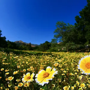 Tidytips in Meadow
