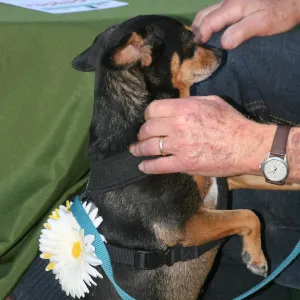 Dog at SBBG Members Picnic 2014