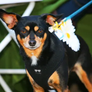 Dog at SBBG Members Picnic 2014