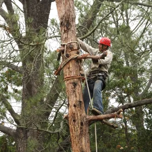 Giant Sequoia Removal