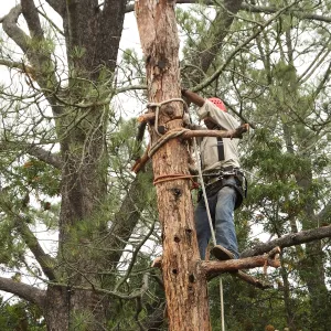 Giant Sequoia Removal