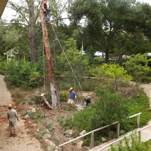 Giant Sequoia Removal