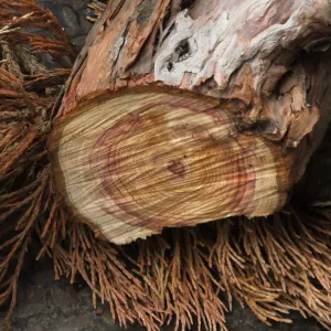 Giant Sequoia Removal