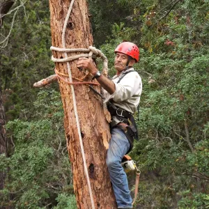 Giant Sequoia Removal