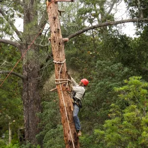 Giant Sequoia Removal