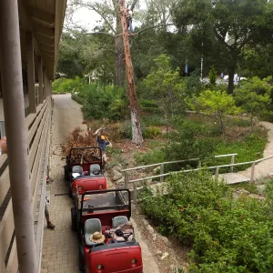 Giant Sequoia Removal