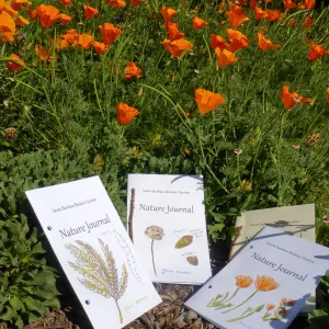 Nature Journals among Poppies
