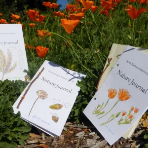 Nature Journals among Poppies