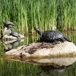 Turtles in Pond