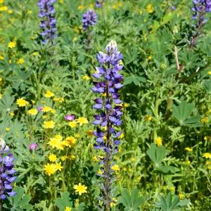Meadow Revival Project 2014 Spring Wildflower Display
