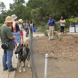 Trails n Tails 2014, Dog Obedience Demonstration