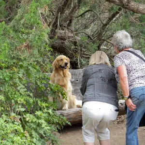 Trails n Tails 2014, Dog Photo Portraits