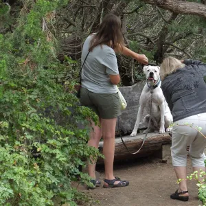 Trails n Tails 2014, Dog Photo Portraits