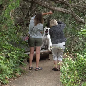 Trails n Tails 2014, Dog Photo Portraits