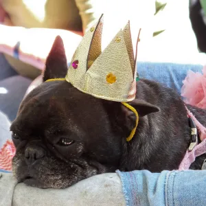 Trails n Tails 2014
