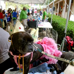 Trails n Tails 2014