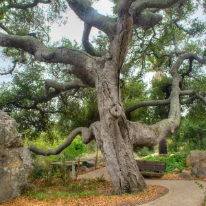 Oak (Coastal Live Oak) between Blaksley Boulder and Information Kiosk