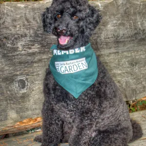 Trails n Tails 2014, Who's That Doggie in the Garden Photo Contest
