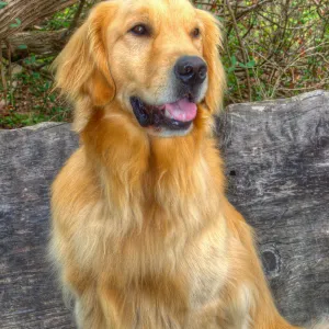 Trails n Tails 2014, Who's That Doggie in the Garden Photo Contest