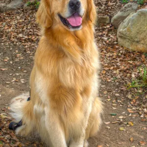 Trails n Tails 2014, Who's That Doggie in the Garden Photo Contest