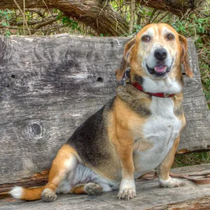 Trails n Tails 2014, Who's That Doggie in the Garden Photo Contest