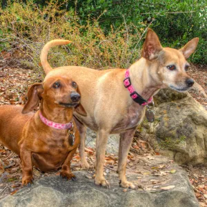 Trails n Tails 2014, Who's That Doggie in the Garden Photo Contest