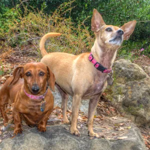 Trails n Tails 2014, Who's That Doggie in the Garden Photo Contest