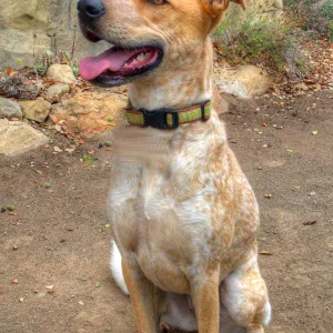 Trails n Tails 2014, Who's That Doggie in the Garden Photo Contest