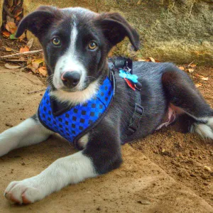Trails n Tails 2014, Who's That Doggie in the Garden Photo Contest