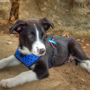 Trails n Tails 2014, Who's That Doggie in the Garden Photo Contest