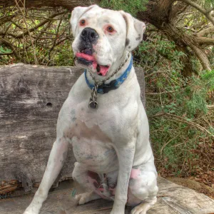 Trails n Tails 2014, Who's That Doggie in the Garden Photo Contest