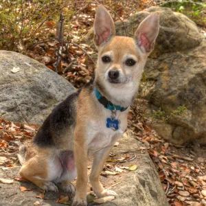 Trails n Tails 2014, Who's That Doggie in the Garden Photo Contest
