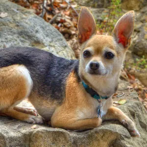 Trails n Tails 2014, Who's That Doggie in the Garden Photo Contest
