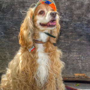 Trails n Tails 2014, Who's That Doggie in the Garden Photo Contest