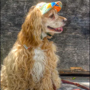 Trails n Tails 2014, Who's That Doggie in the Garden Photo Contest