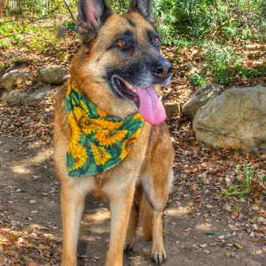 Trails n Tails 2014, Who's That Doggie in the Garden Photo Contest