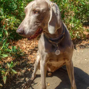 Trails n Tails 2014, Who's That Doggie in the Garden Photo Contest