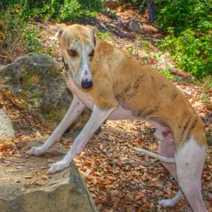 Trails n Tails 2014, Who's That Doggie in the Garden Photo Contest