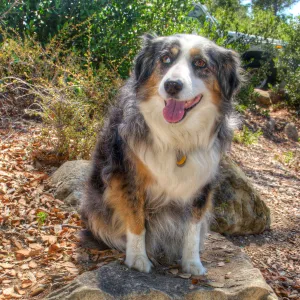 Trails n Tails 2014, Who's That Doggie in the Garden Photo Contest