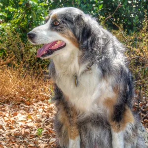 Trails n Tails 2014, Who's That Doggie in the Garden Photo Contest