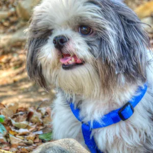 Trails n Tails 2014, Who's That Doggie in the Garden Photo Contest