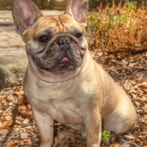 Trails n Tails 2014, Who's That Doggie in the Garden Photo Contest