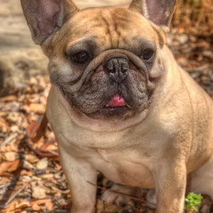 Trails n Tails 2014, Who's That Doggie in the Garden Photo Contest