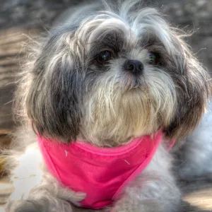 Trails n Tails 2014, Who's That Doggie in the Garden Photo Contest