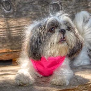 Trails n Tails 2014, Who's That Doggie in the Garden Photo Contest